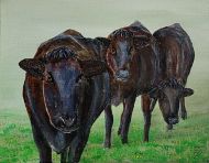 Wagyu koeien